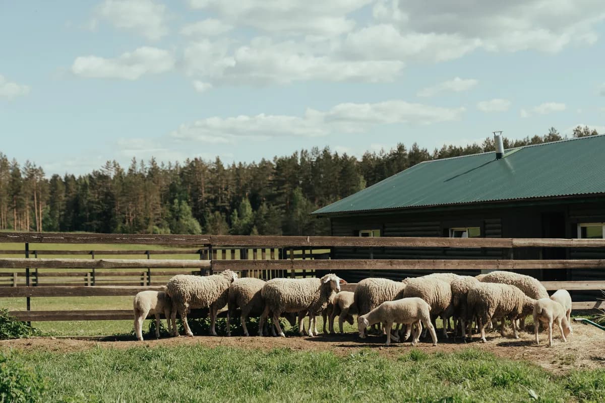 Imagen de ejemplo de BookNoFees: ovejas en un prado vallado junto a un granero