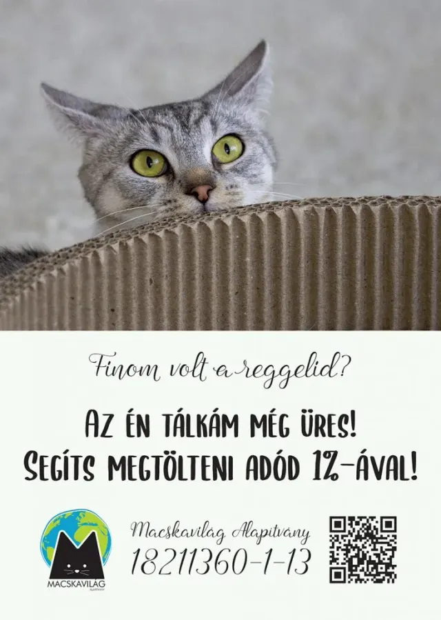BookNoFees: Cafetería – Cat Café – Budapest – Café de gatos, foto 3