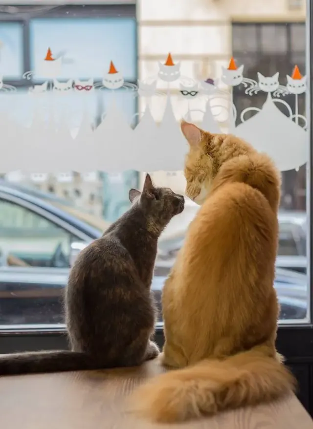 BookNoFees: Cafetería – Cat Café – Budapest – Café de gatos, foto 2